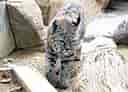 動物図鑑・ボブキャット 1